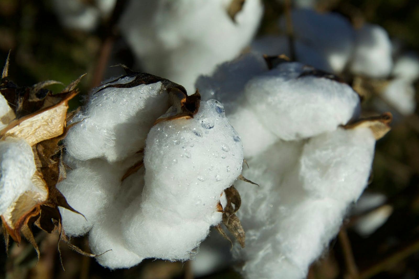 Dew drops on fluffy white cotton bolls