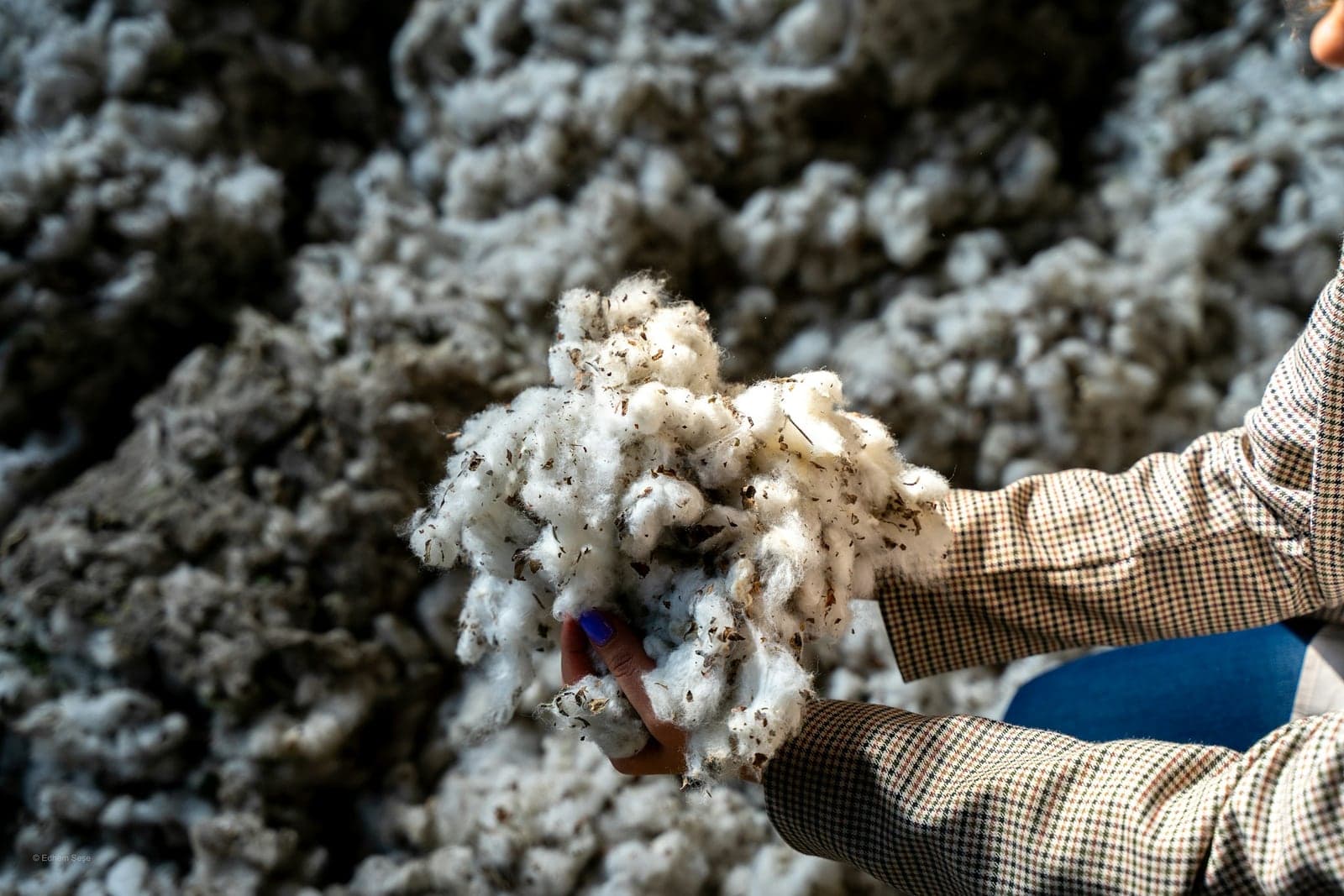 Hands holding freshly picked cotton bolls